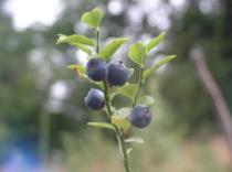 Jagody - najlepsze zbiory występują od sierpnia do października.